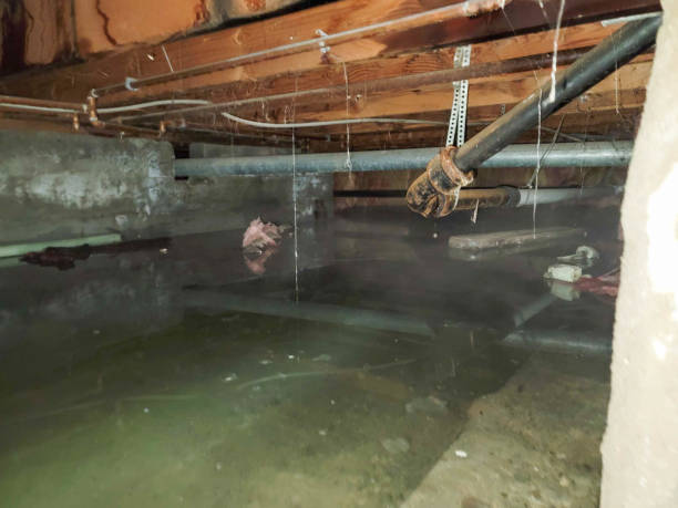 Best Carpet water damage restoration  in Wheeling, IL